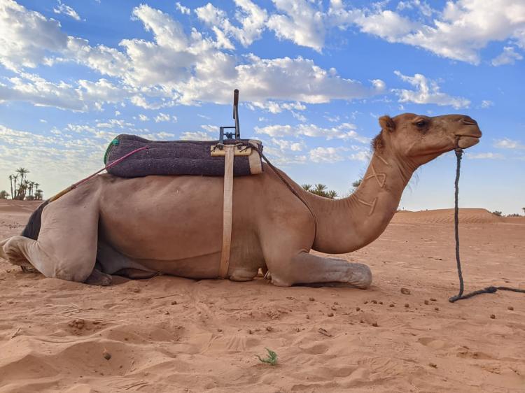 Desert Marocain : Circuit dans desert marzouga Maroc