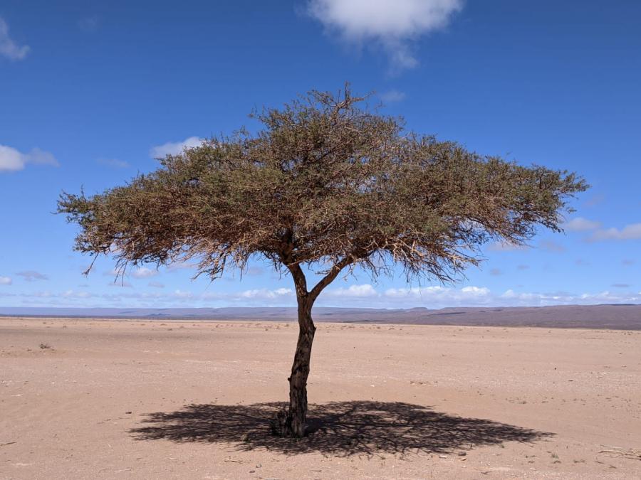 Desert Marocain : 5 Jours et 4 nuits Ouarzazate Vallee des roses et du draa  desert