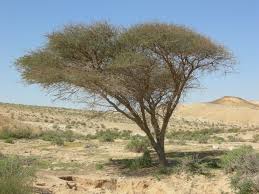 Desert Marocain : Photothèque