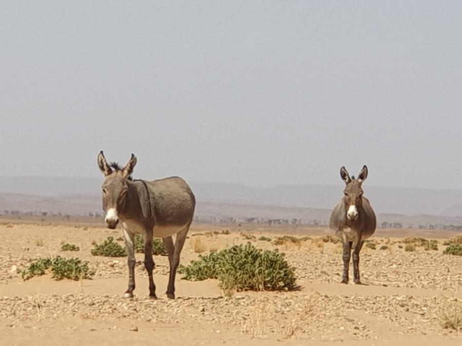 Desert Marocain : voyage authentique au Maroc