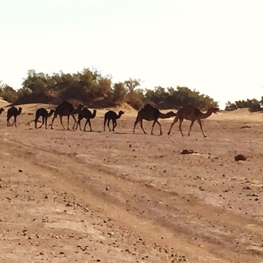 Desert Marocain : Accueil