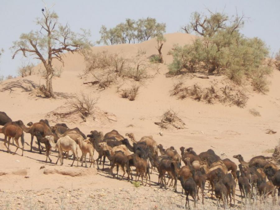 Desert Marocain : Accueil