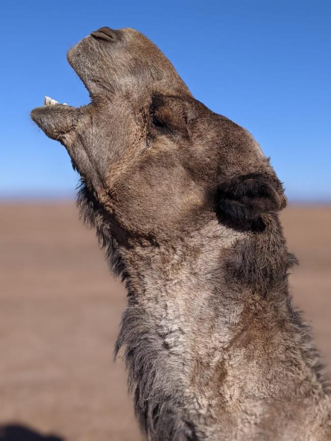 Desert Marocain : Excursion  Tiout Taroudant depart Agadir