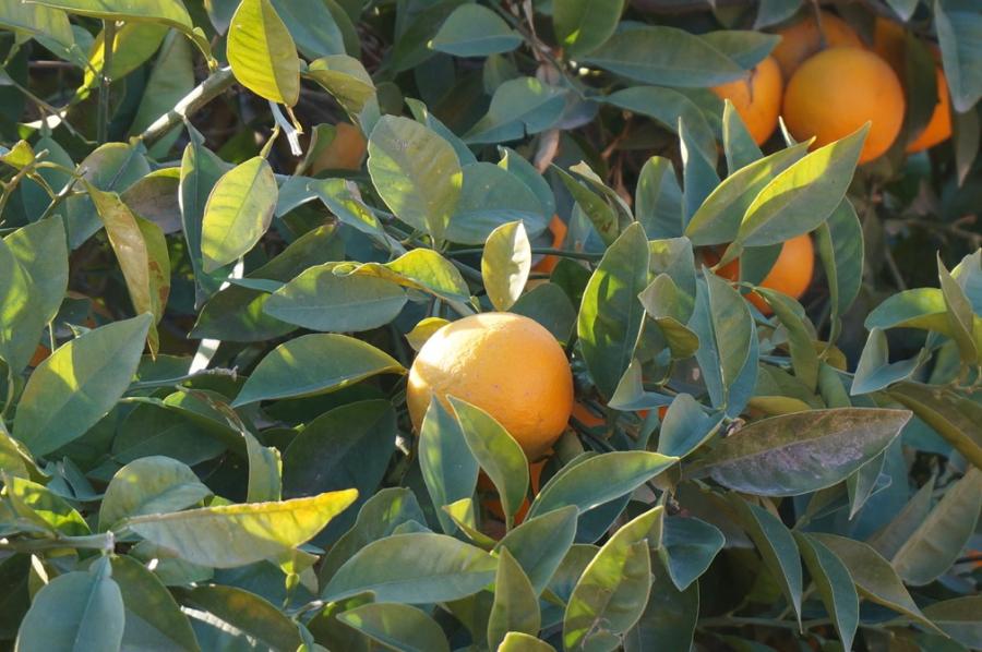 Desert Marocain : Photos