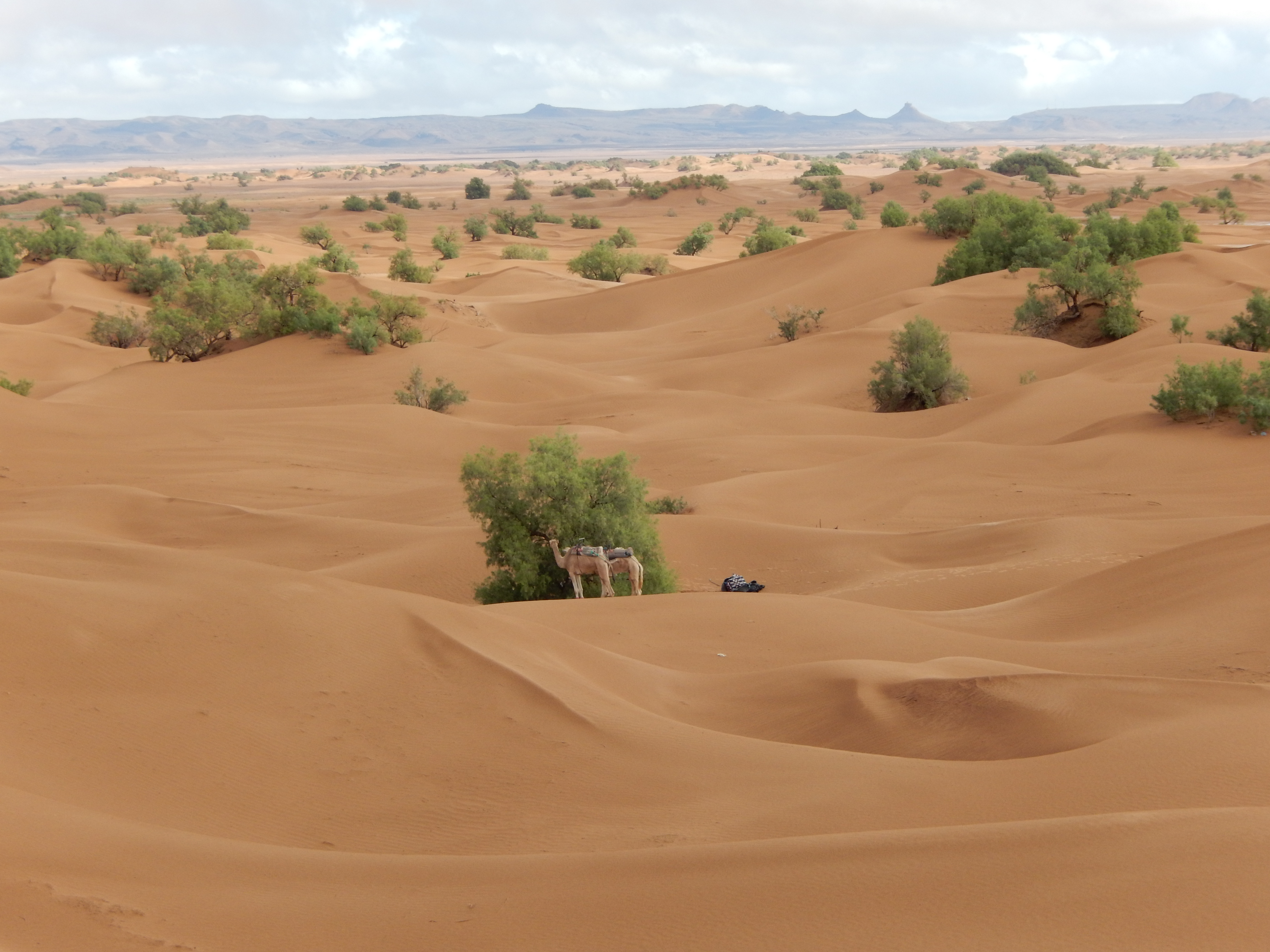 Desert Marocain : Photos