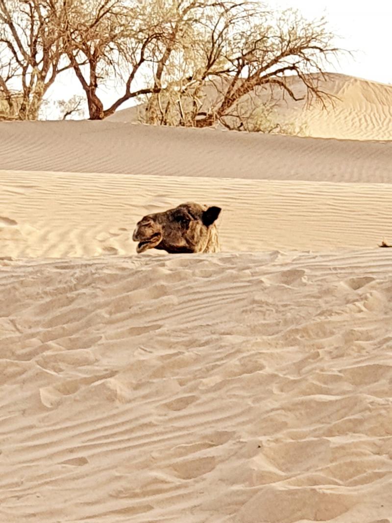 Desert Marocain : Excursion 2 nuits dans le desert marocain