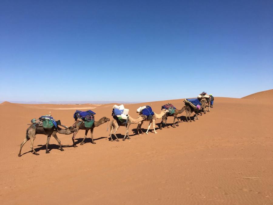 Desert Marocain : Une nuit dromadaire dans desert Maroc sud Marocain 