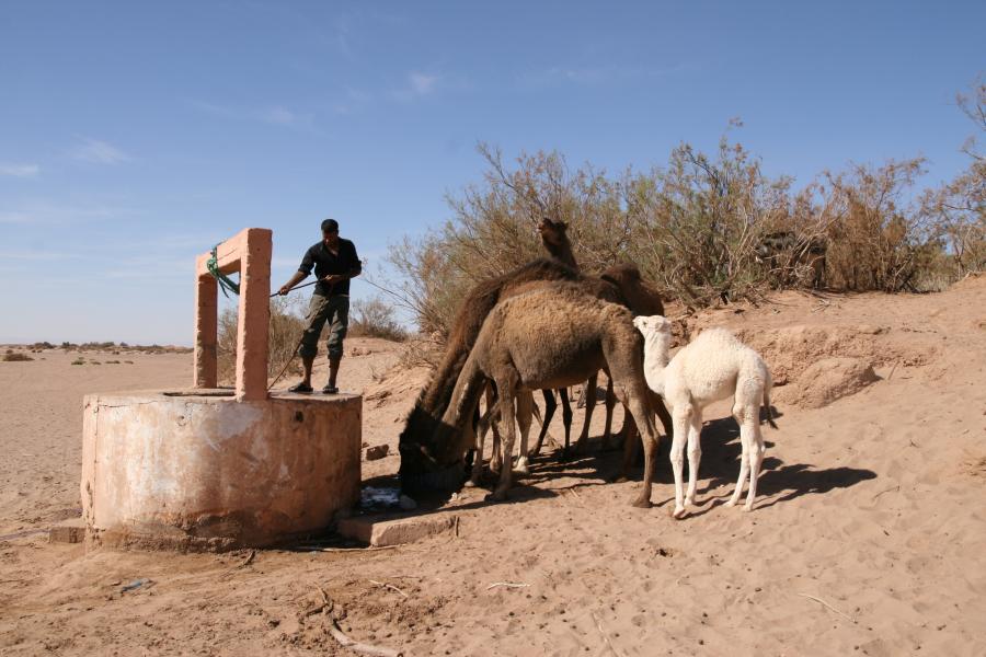 Desert Marocain : Une nuit dromadaire dans desert Maroc sud Marocain 