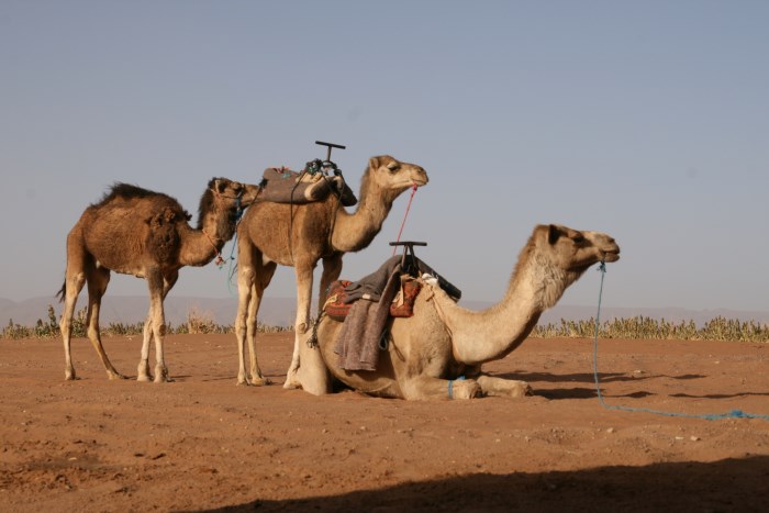 Desert Marocain : Une nuit dromadaire dans desert Maroc sud Marocain 