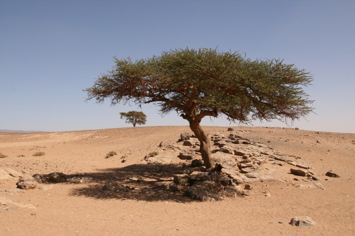 Desert Marocain : Randonnee dans le desert marocain 5 jours - LA BOUCLE SACREE