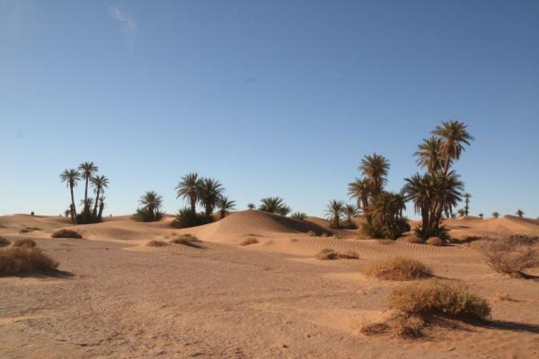 Desert Marocain : Accueil