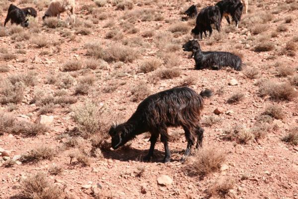 Desert Marocain : Photos