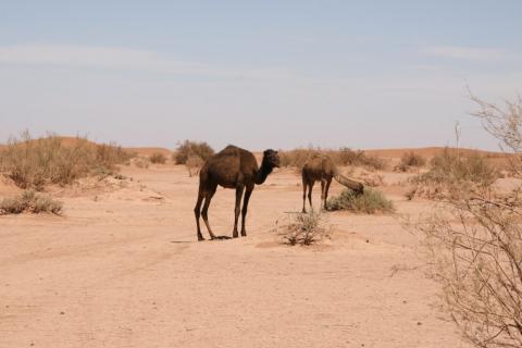 Desert Marocain :  une nuit à Erg Chegaga excursion desert maroc