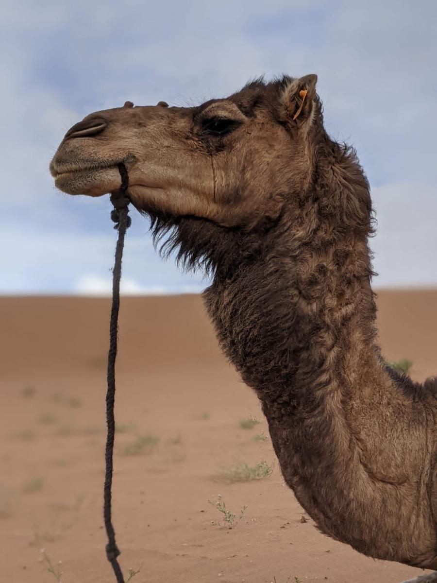 Desert Marocain : 5 Jours et 4 nuits Ouarzazate Vallee des roses et du draa  desert