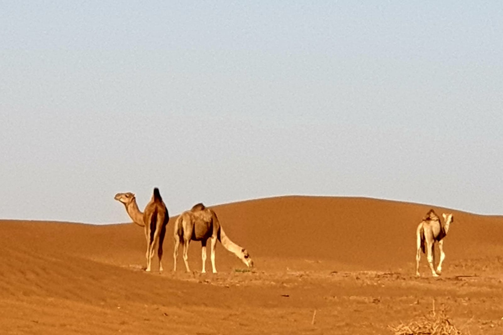 Desert Marocain : 4 Jours et 3 nuits d?sert Ouarzazate Vallee des roses et vallee du draa Desert