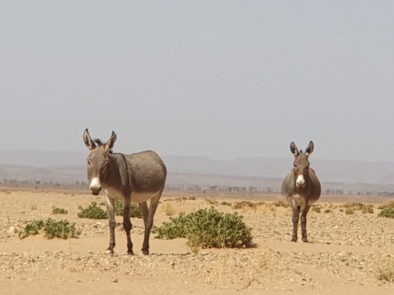 Desert Marocain : 4 Jours et 3 nuits d?sert Ouarzazate Vallee des roses et vallee du draa Desert