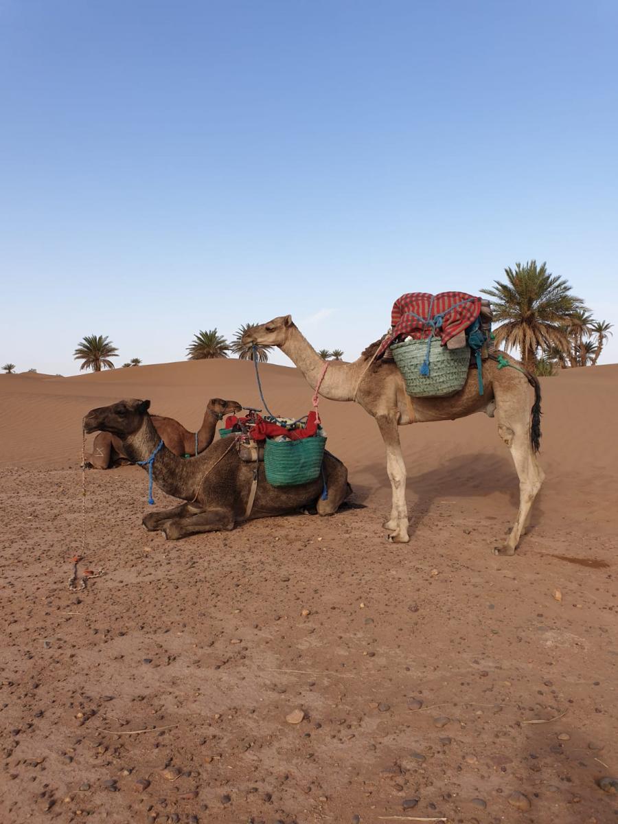 Desert Marocain : Voyage dans le desert en dromadaire et 4x4 3 jours dans desert