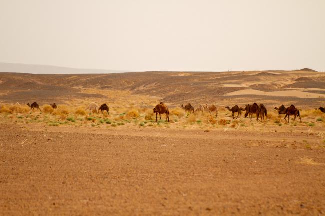 Desert Marocain : Conseil Trek Sahara Maroc