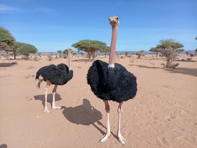 Desert Marocain : voyages sahara excursions dans le sahara Maroc