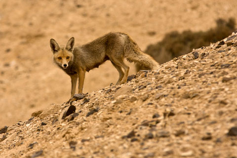 Desert Marocain : Photos