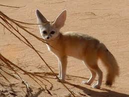 Desert Marocain : Photos