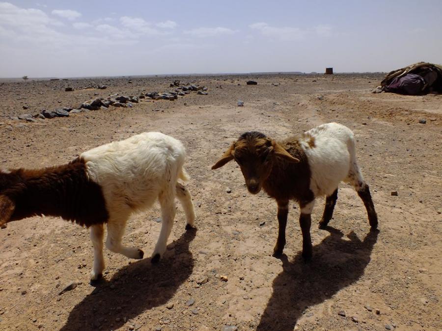 Desert Marocain : Nos Promotions et Actualited